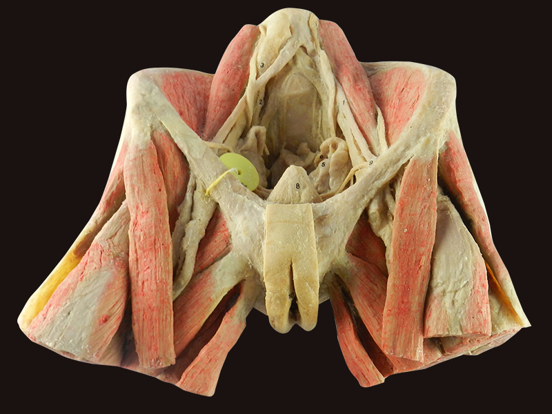 Female pelvic organs human body plastination
