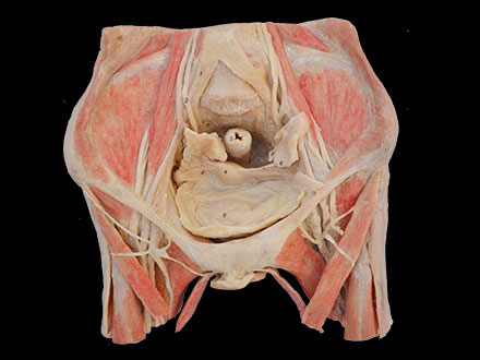 Female pelvic organs human body plastination