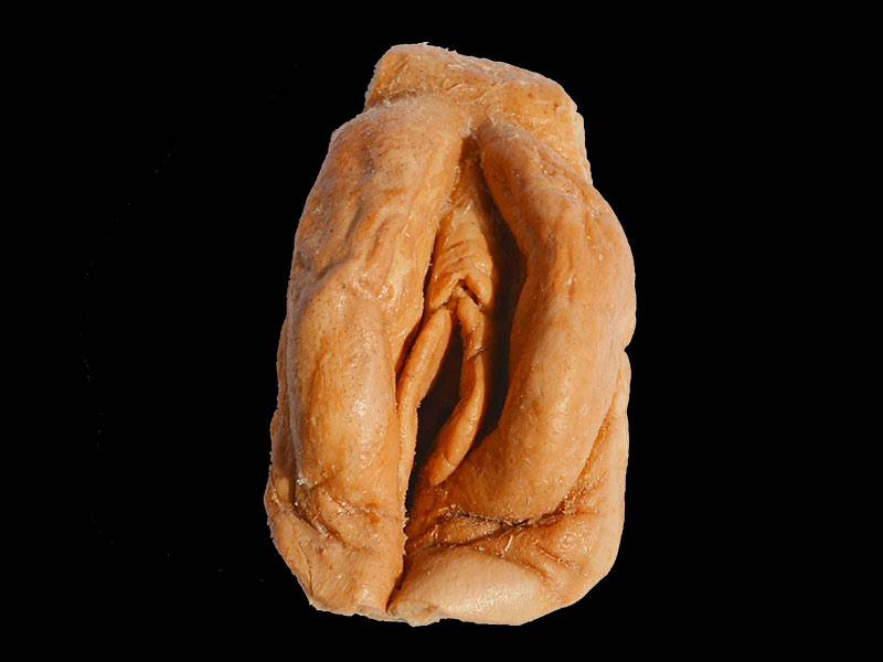female pudenda plastinated body