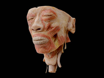 head with pharynx plastinated specimen