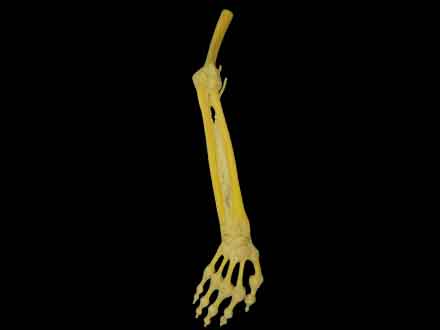Joints of the upper limb