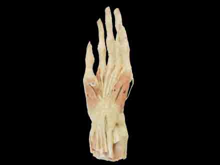 middle muscle of human hand