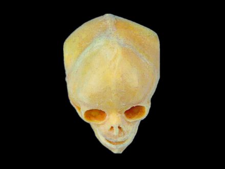 skull of infant plastinated specimens( plastinated organ)