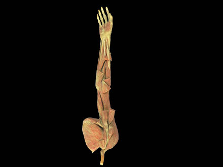 middle muscle of human upper limb  specimen