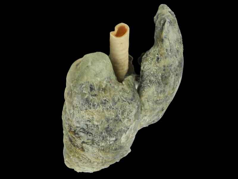 Double lungs specimen for sale