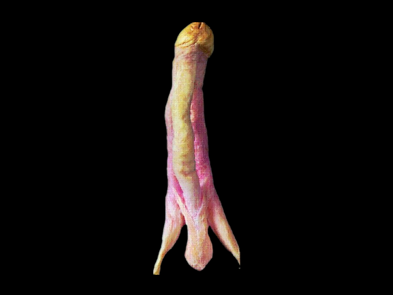 Gros seins double penetration voir diaporama Anatomical position of penis