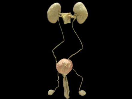 human body parts plastinated specimens Biology Diagrams
