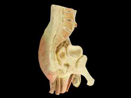 Sagittal section of male plevic human anatomy