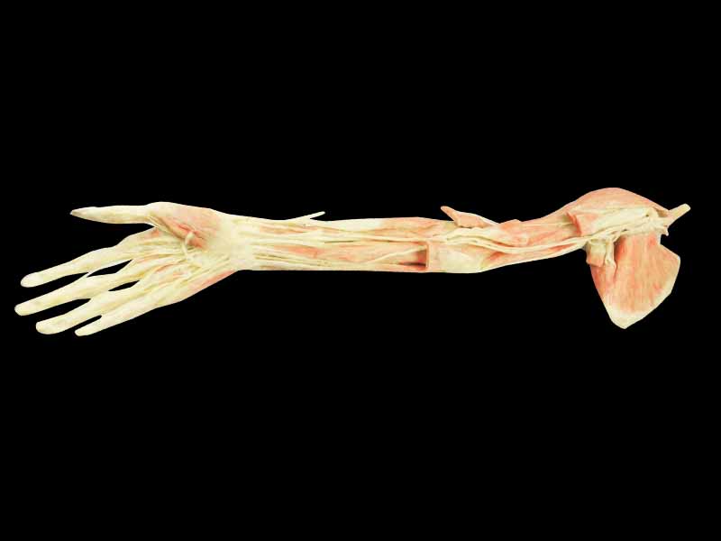 Upper limb arteries