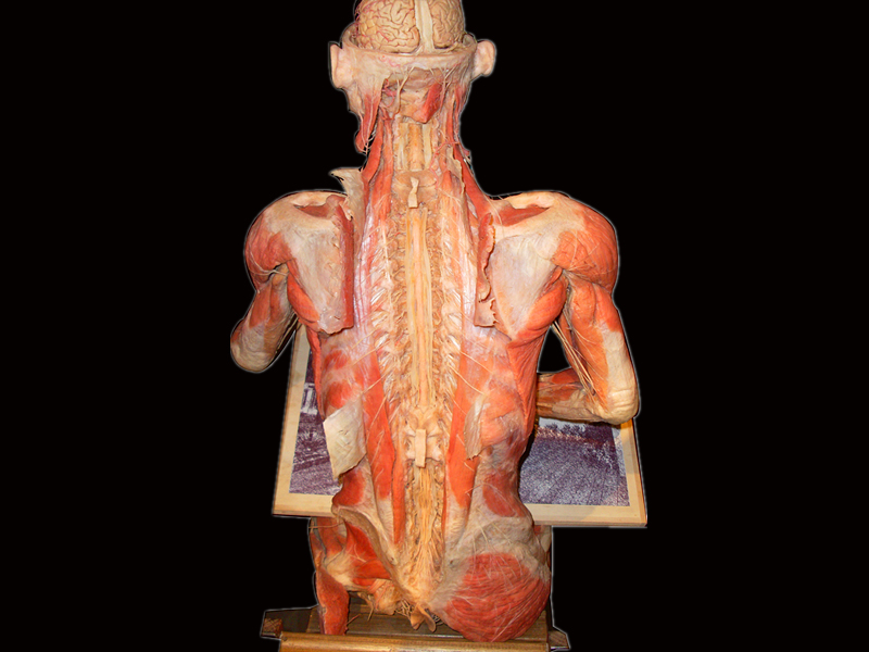 Drawing plastinated specimensDrawing plastinated specimens