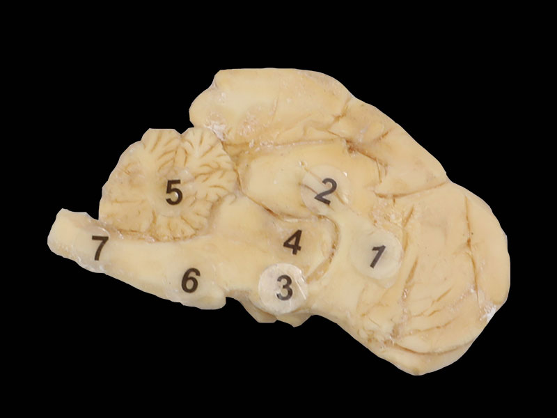The brain hemisphere of dog plastination specimen