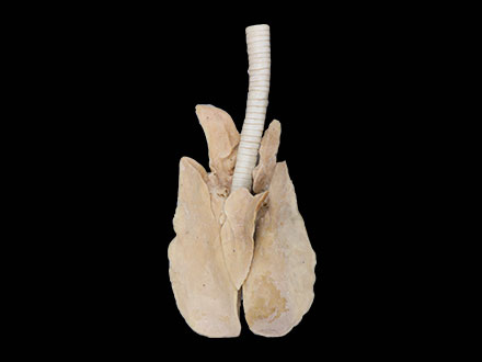 plastinatin horse lung specimen