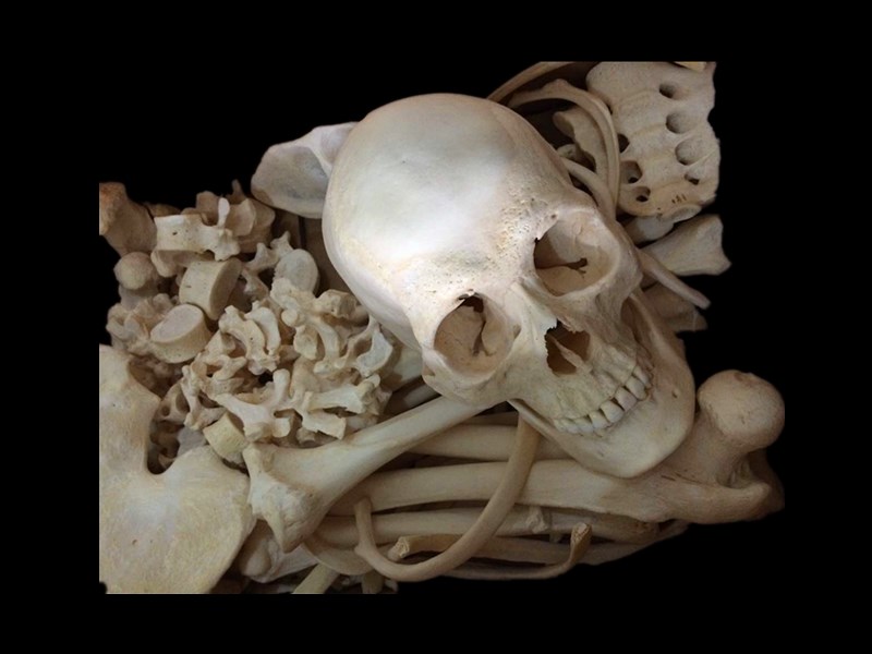 bones of whole body skeleton model ( bones of the human skeleton )