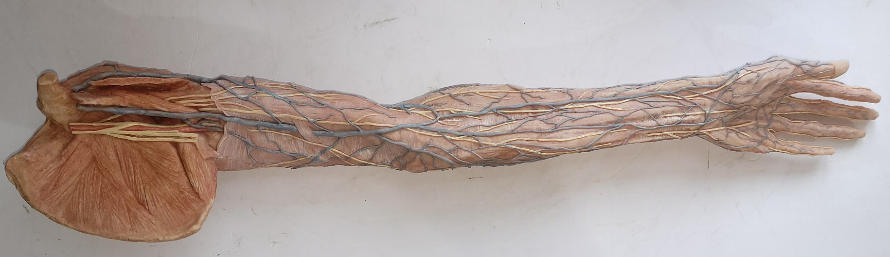 superficial veins of upper limb anatomy model