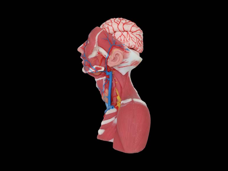 Superior Vena Cava Reflux Silicone Anatomy Model