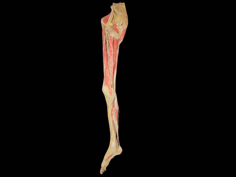 Superficial blood vessles and nerves of lower limb specimen for sale