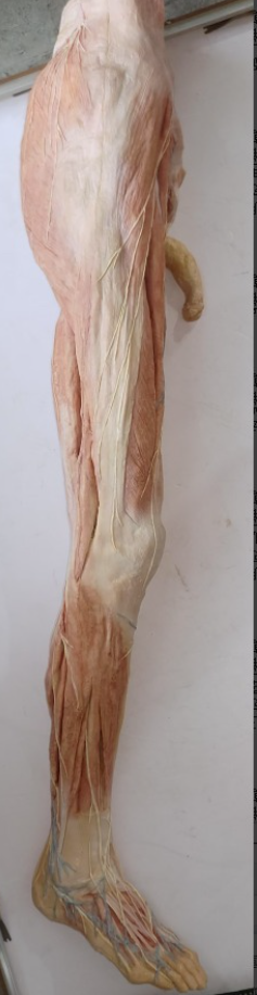 leg model