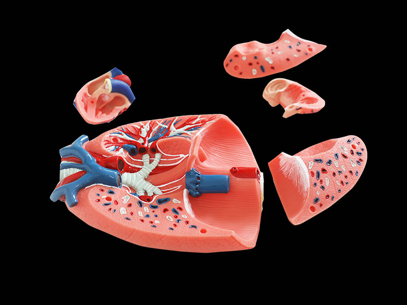 Respiratory System Soft Silicone Anatomy Model for Sale