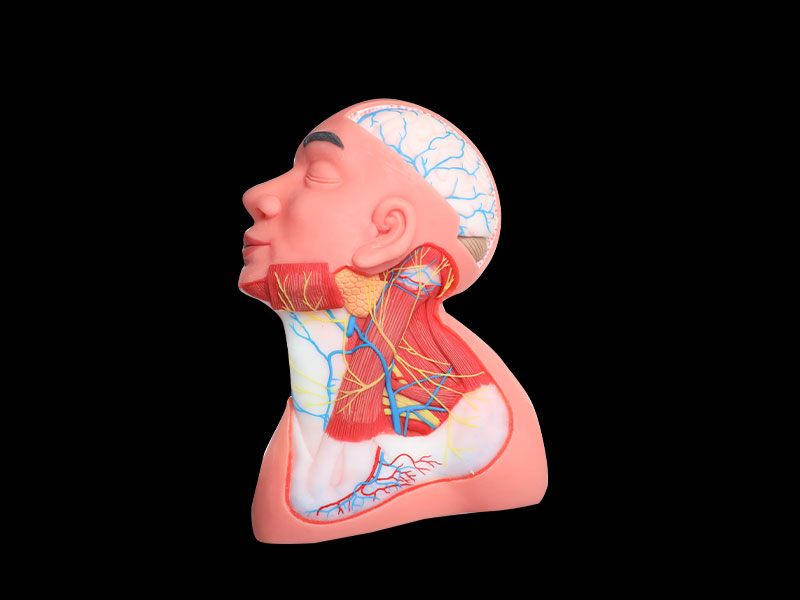 Superficial Arteries and Nerves of Head and Neck Silicone Anatomy Model