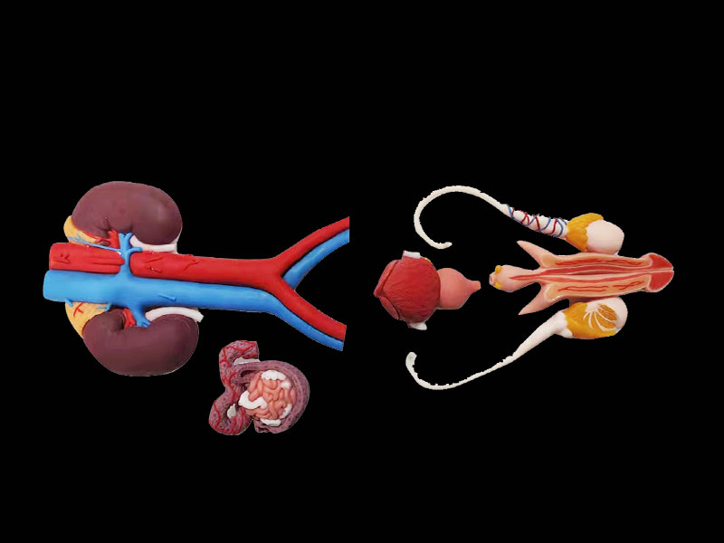 Human Male Genitourinary System Soft Silicone Anatomy Model