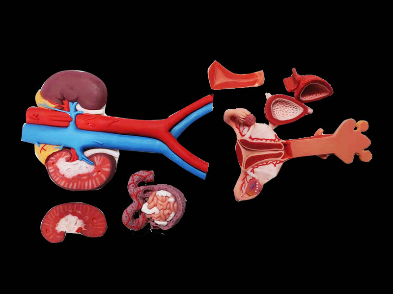 Female Genitourinary System Silicone Anatomy Model