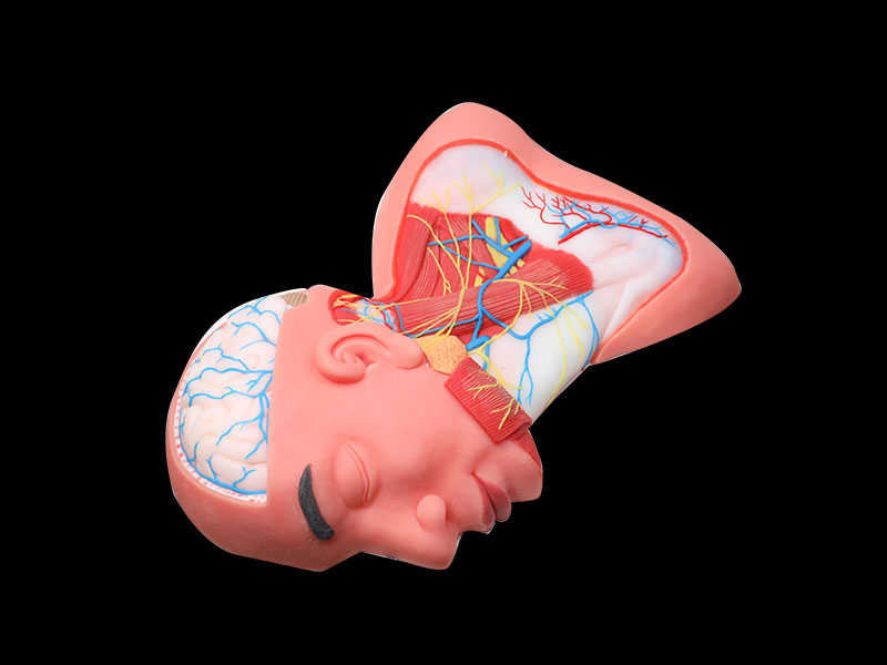 Superficial Arteries and Nerves of Head and Neck Soft Anatomy Model