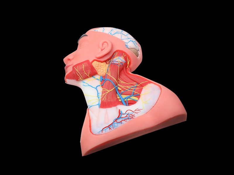 Human Superficial Arteries and Nerves of Head and Neck Soft Silicone Anatomy Model