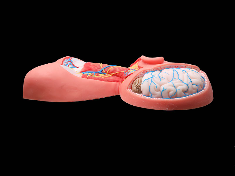 Human Superficial Arteries and Nerves of Head and Neck Silicone Anatomy Model