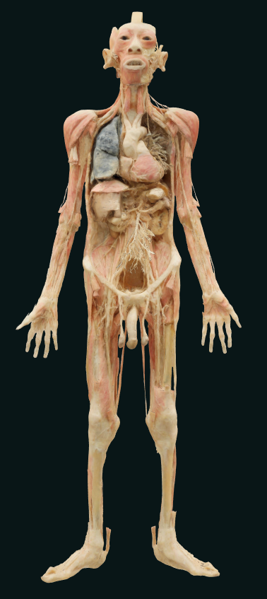 Vascular nerves of whole body plastination