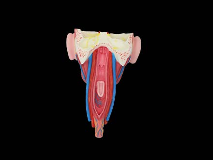 Posterior Pharyngeal View and Coronal Section of Face Soft Silicone Anatomy Model