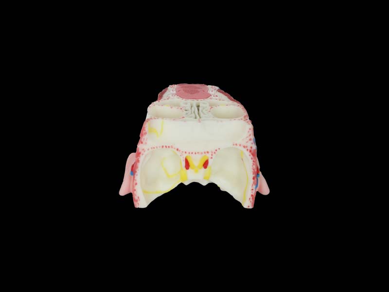 Posterior Pharyngeal View and Coronal Section of Face Soft Silicone Anatomy Model price