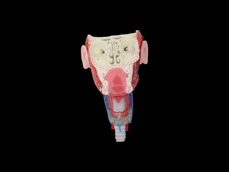 Posterior Pharyngeal View and Coronal Section of Face Soft Anatomy Model