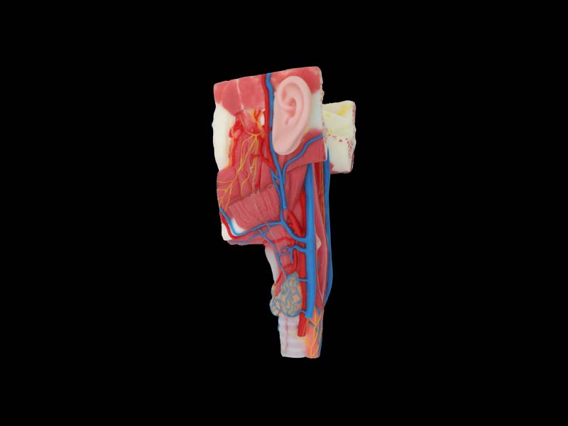 Posterior Pharyngeal View and Coronal Section of Face Anatomy Model for Sale