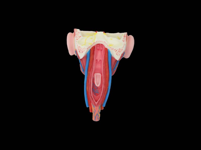 Posterior Pharyngeal View and Coronal Section of Face Anatomy Model