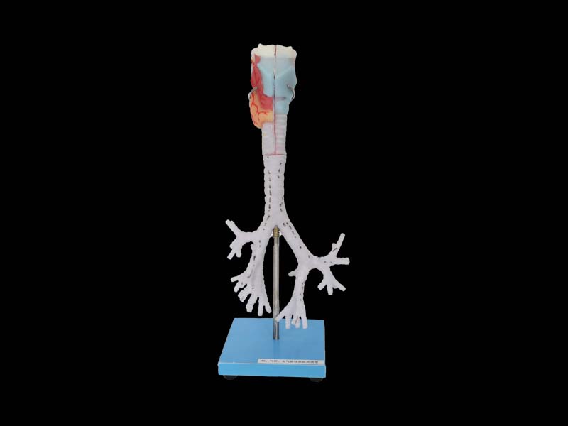 Larynx, trachea, bronchi silicone anatomy model 