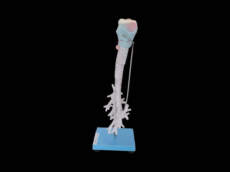 Larynx, trachea, bronchi soft anatomy model 