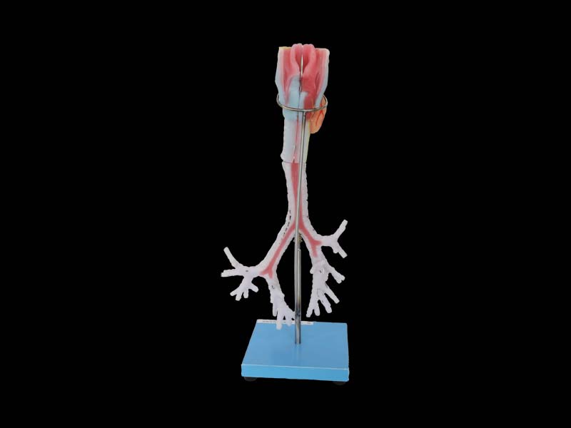 Larynx, trachea, bronchi anatomy model 