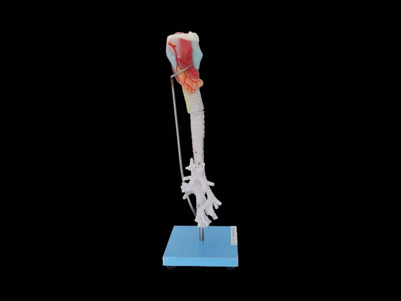 Larynx, trachea, bronchi soft silicone anatomy model for Sale
