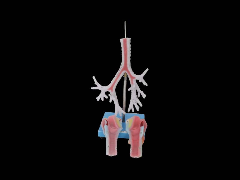 Larynx, trachea, bronchi soft silicone anatomy model price