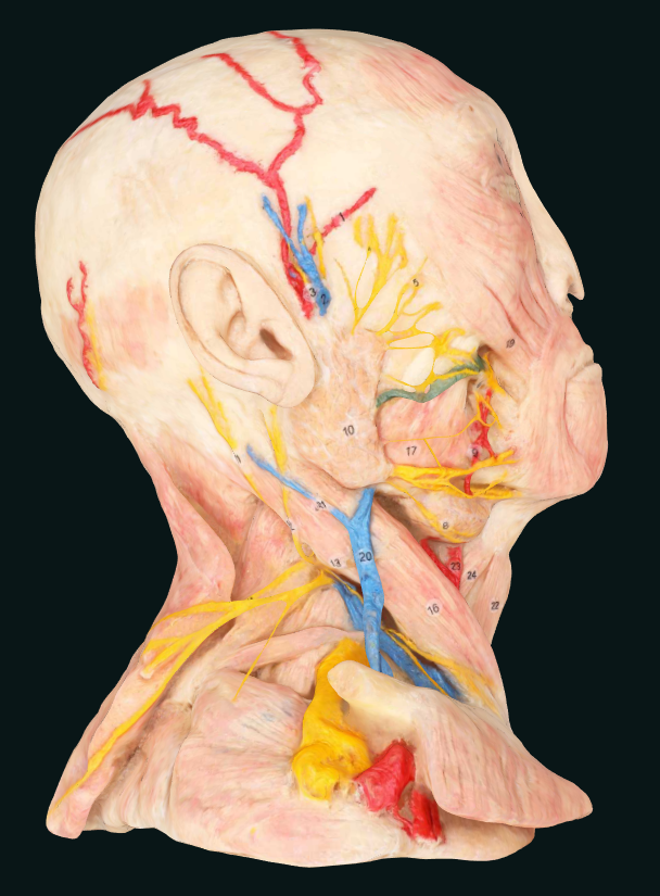 superficial vascular nerves of human head and neck plastination specimen
