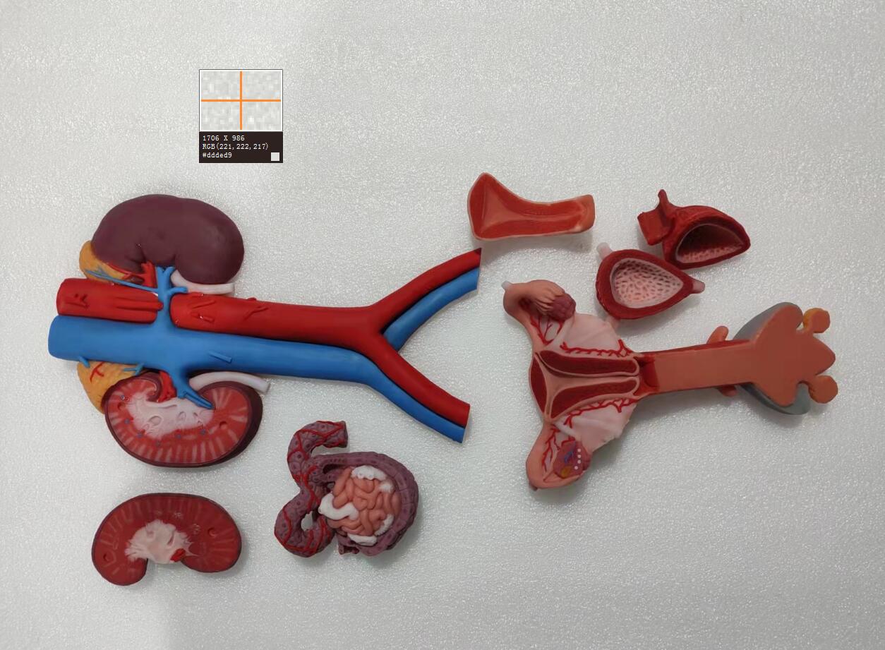 female urogential system soft silicone anatomy model for education