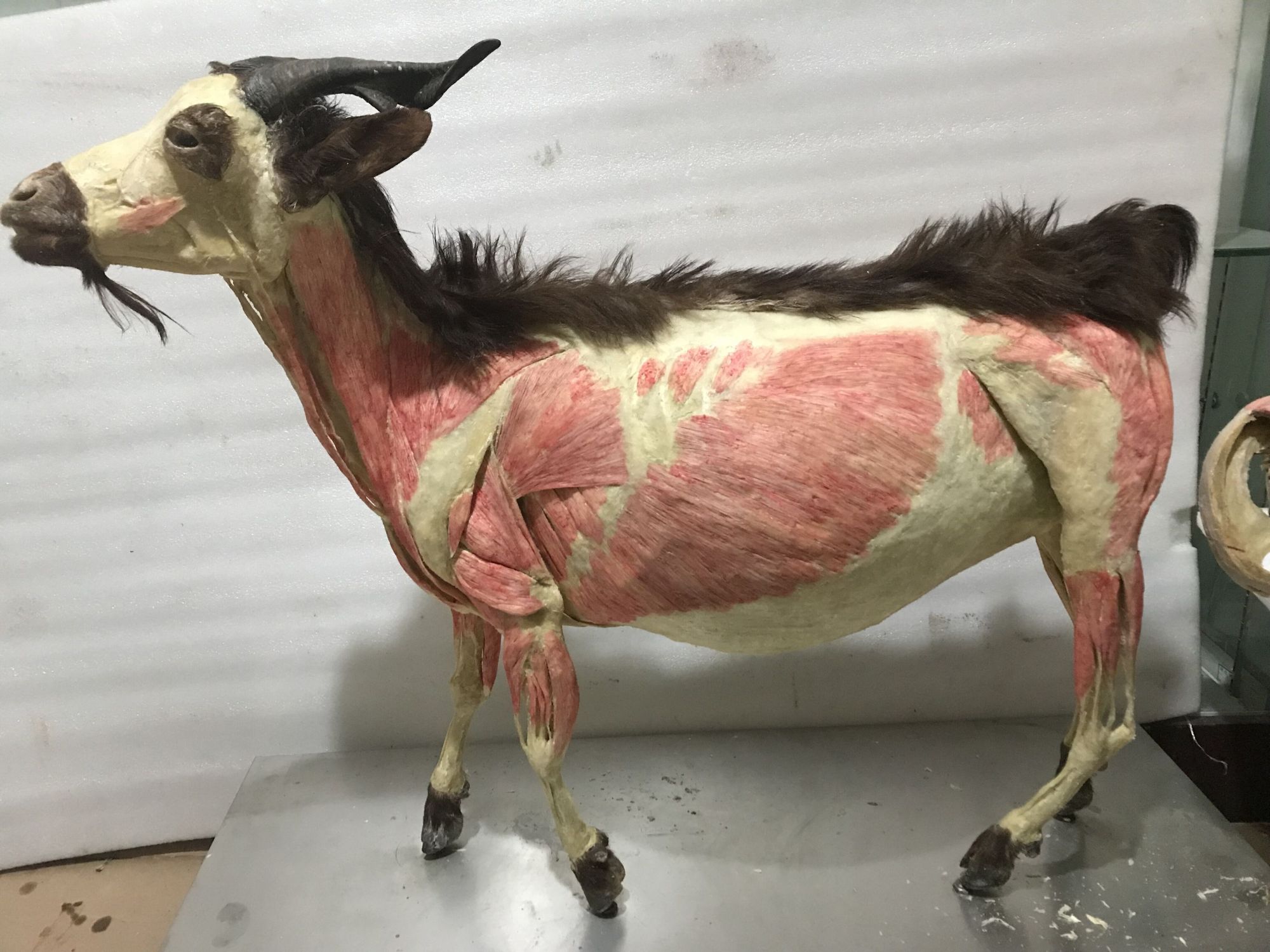 plastination goat