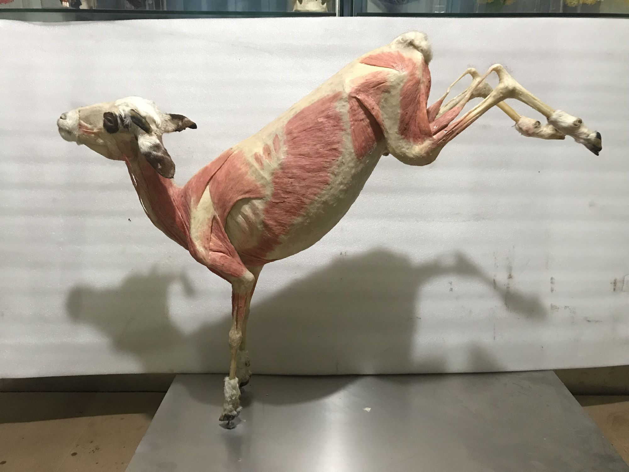 plastinated goat