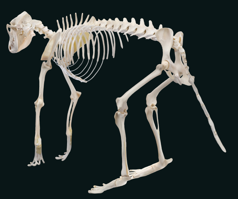 dog skeleton