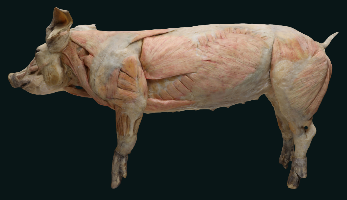 pig plastination specimen