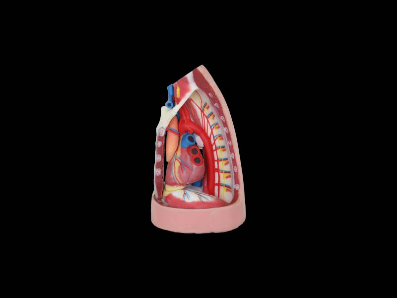 Human Mediastinum Soft Anatomy Model