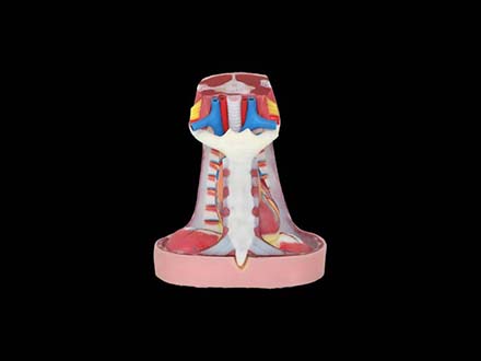 Human Mediastinum Soft Silicone Anatomy Model