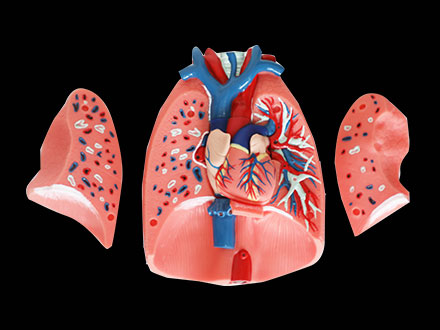 Respiratory System Soft Silicone Anatomy Model