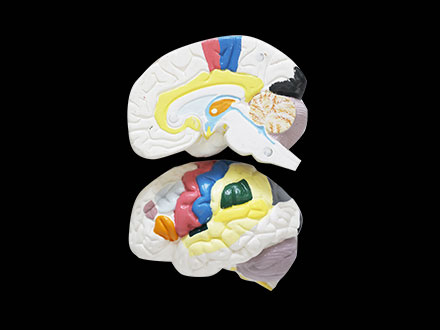 Brain Cortex Soft Silicone Anatomy Model