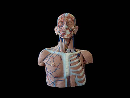 Head, Neck and Chest Anatomy Simulation Model